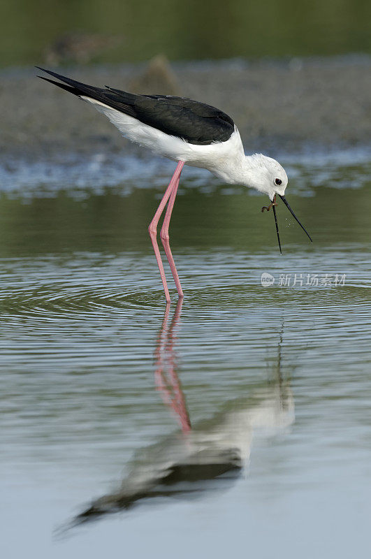 黑翼高跷(Himantopus Himantopus)